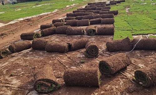 Société de pose de gazon naturel à Rabat, Maroc